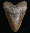 Megalodon Tooth #6986-1